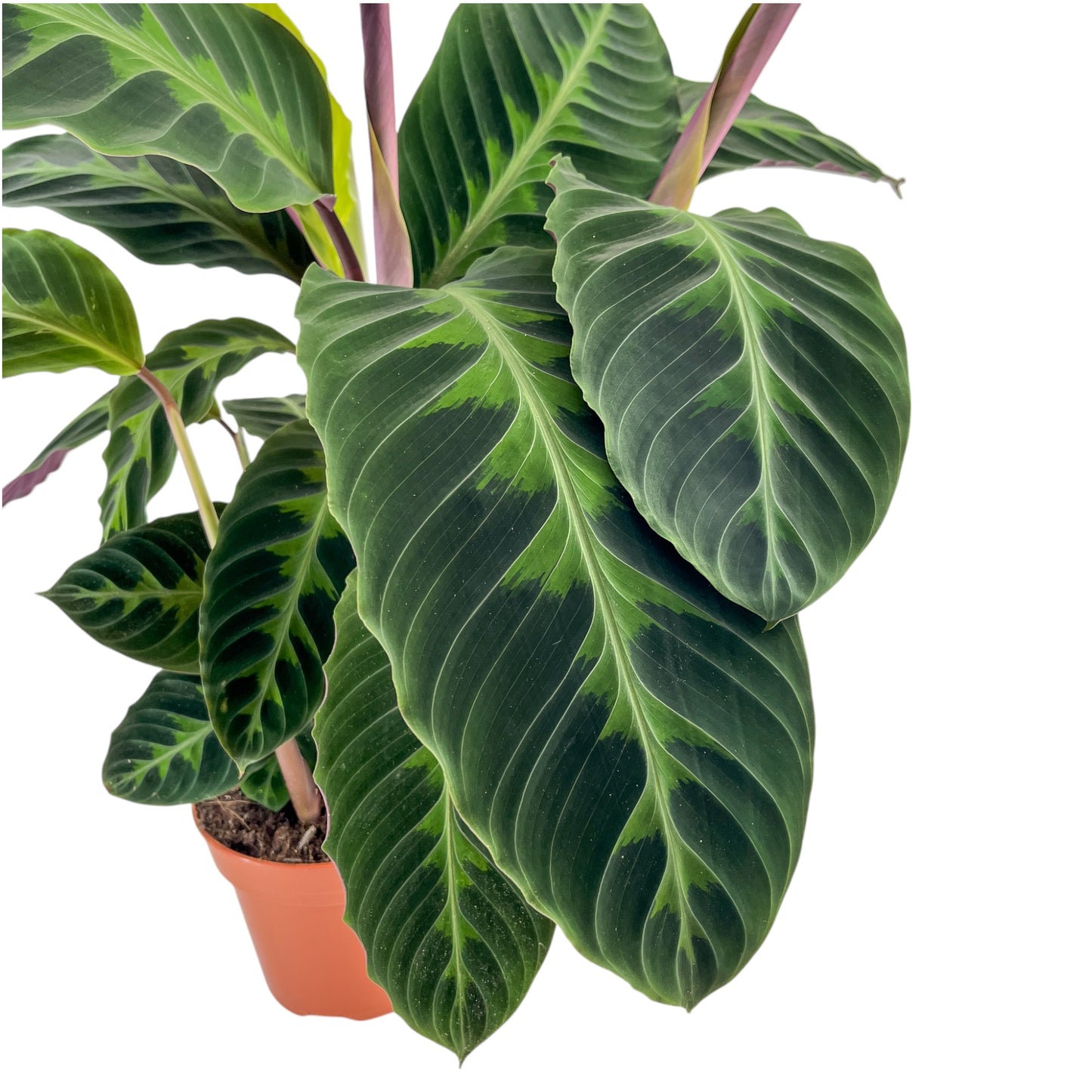 Calathea 17cm Warszewiczii