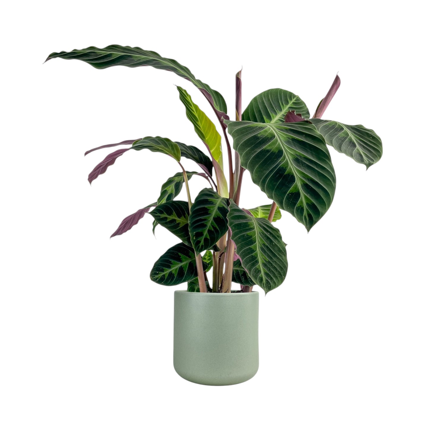 Calathea 17cm Warszewiczii in Cambridge Ceramic