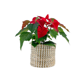 Poinsettia 10.5cm in Basket