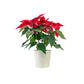 Poinsettia 13cm in White Zinc - Poinsettia The Horti House