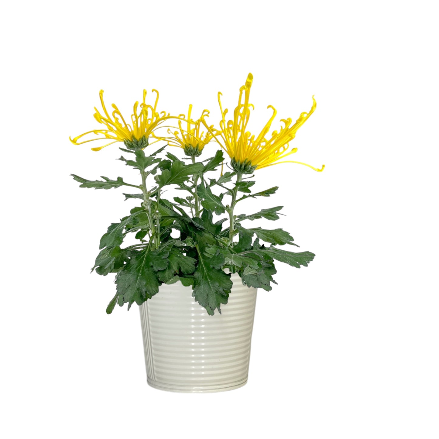 Chrysanthemum 14cm Fireworks Mixed Colours In Zinc