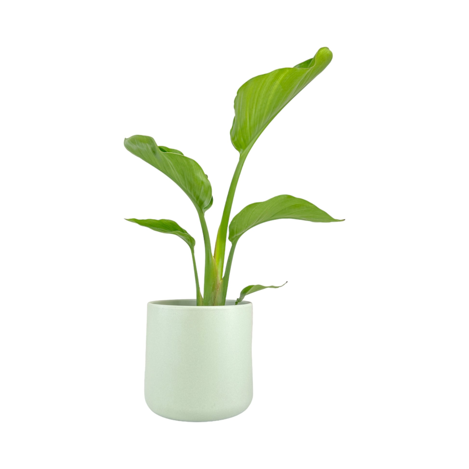 Strelitzia 17cm Nicolai in Cambridge Ceramic - Green Plant The Horti House