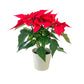 Poinsettia 13cm in White Zinc - Poinsettia The Horti House