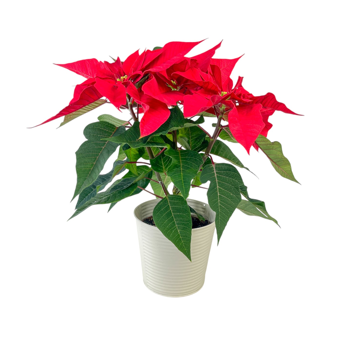 Poinsettia 13cm in White Zinc - Poinsettia The Horti House