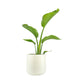 Strelitzia 17cm Nicolai in Cambridge Ceramic - Green Plant The Horti House