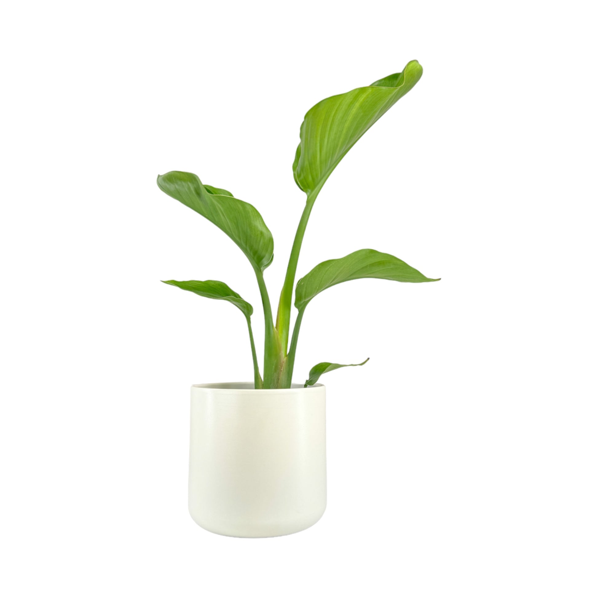 Strelitzia 17cm Nicolai in Cambridge Ceramic - Green Plant The Horti House