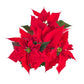 Poinsettia 13cm in White Zinc - Poinsettia The Horti House