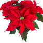 Poinsettia 13cm in White Zinc - Poinsettia The Horti House