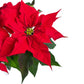 Poinsettia 13cm in White Zinc - Poinsettia The Horti House