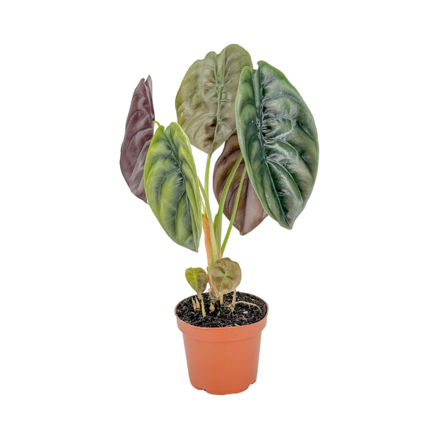 Alocasia 12cm Red Secret