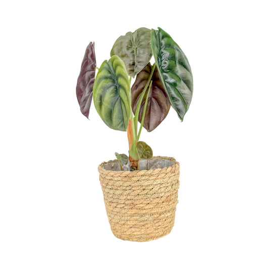 Alocasia 12cm Red Secret in Basket