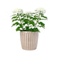 Chrysanthemum 14cm Disbud In Windsor Ceramic