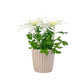 Chrysanthemum 14cm Disbud In Windsor Ceramic