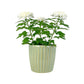 Chrysanthemum 14cm Disbud In Windsor Ceramic