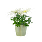 Chrysanthemum 14cm Disbud In Windsor Ceramic