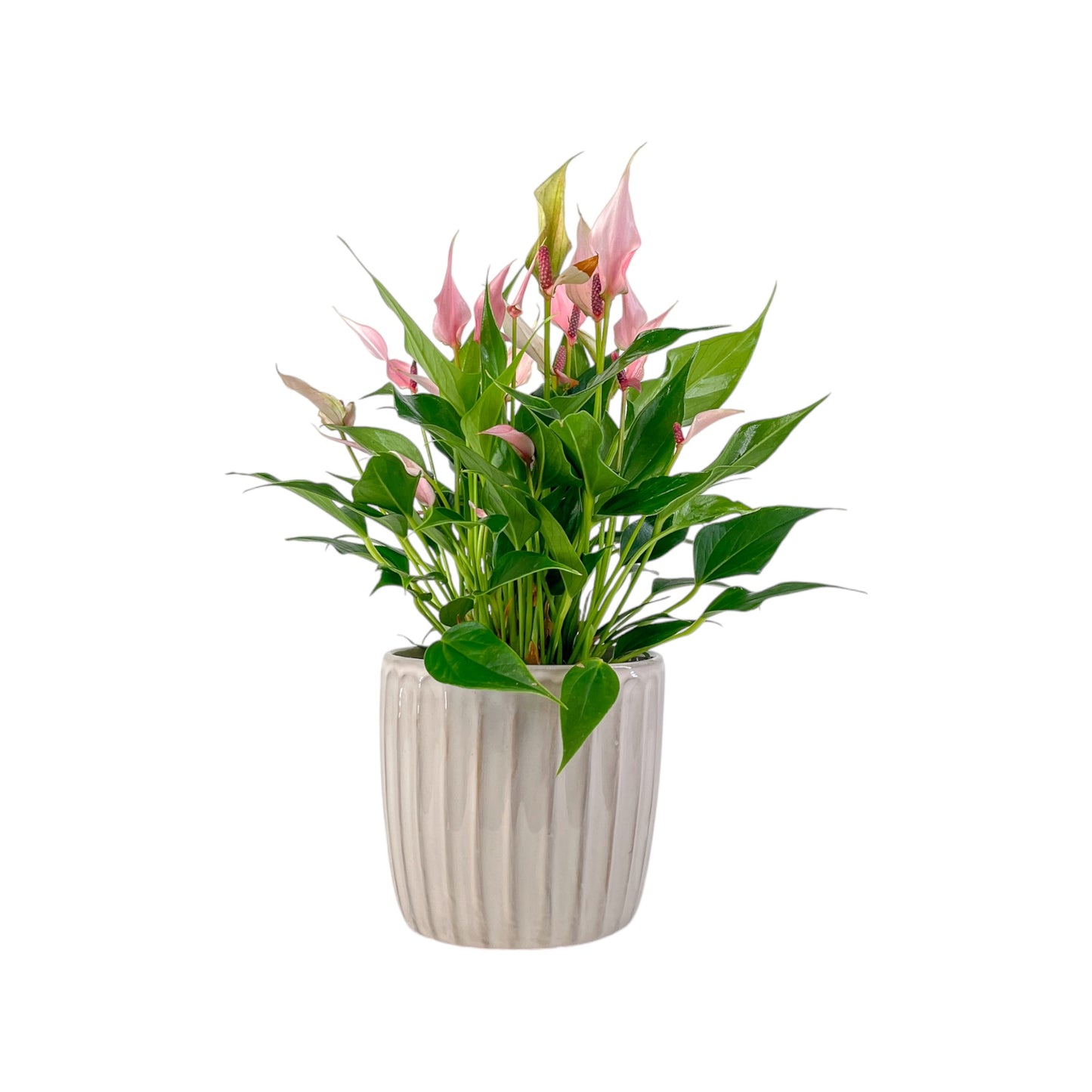 Anthurium 12cm 'Zizou' & Lilli' In Windsor Ceramic