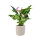 Anthurium 12cm 'Zizou' & Lilli' In Windsor Ceramic