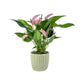 Anthurium 12cm 'Zizou' & Lilli' In Windsor Ceramic