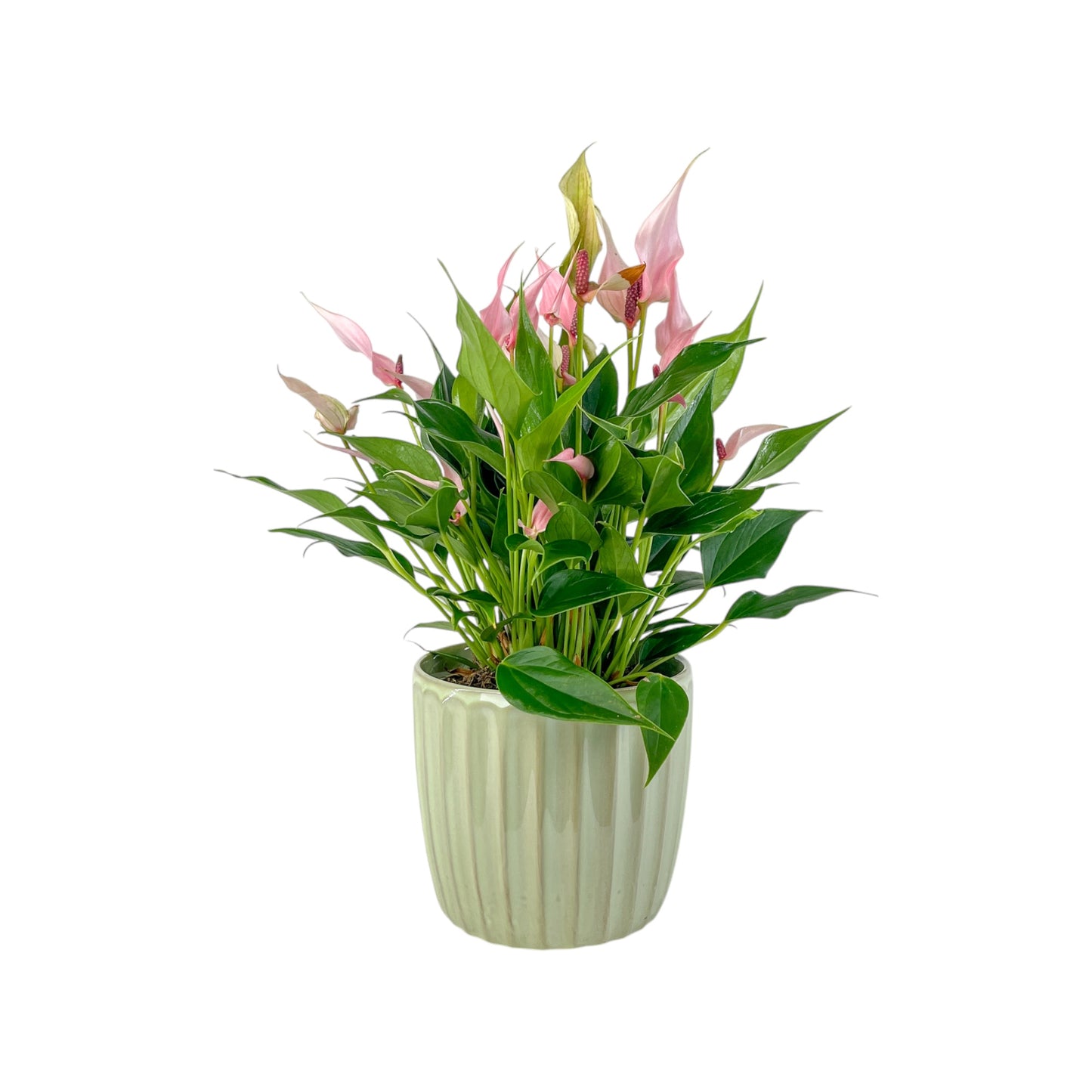 Anthurium 12cm 'Zizou' & Lilli' In Windsor Ceramic