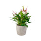 Anthurium 12cm 'Zizou' & Lilli' In Windsor Ceramic