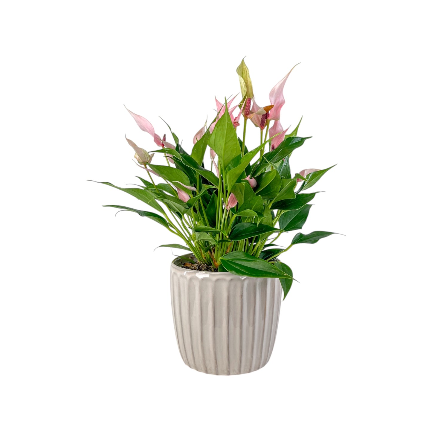 Anthurium 12cm 'Zizou' & Lilli' In Windsor Ceramic