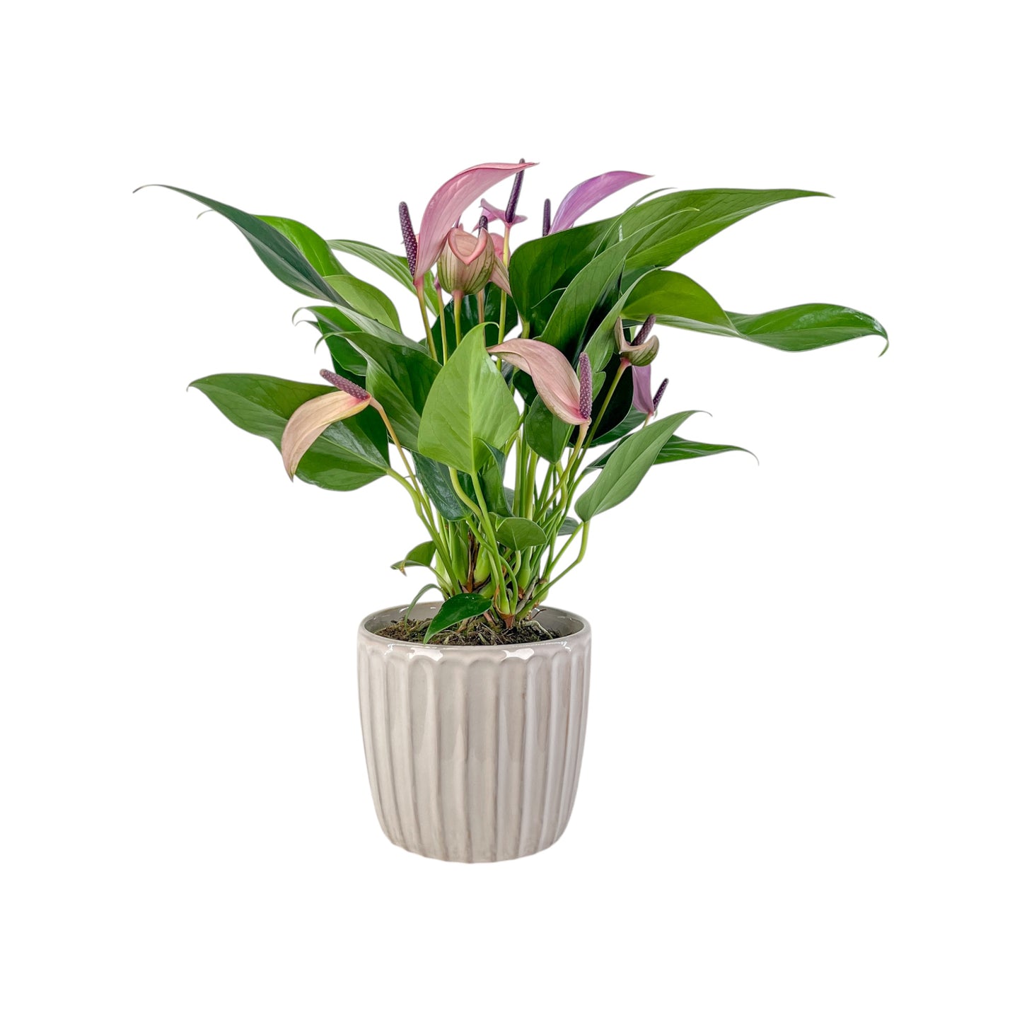 Anthurium 12cm 'Zizou' & Lilli' In Windsor Ceramic