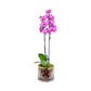 Phalaenopsis 12cm Twin Stem Mix In Glass Planter