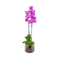 Phalaenopsis 12cm Twin Stem Mix In Glass Planter