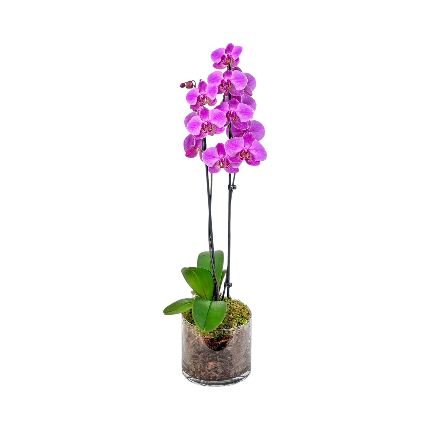 Phalaenopsis 12cm Twin Stem Mix In Glass Planter