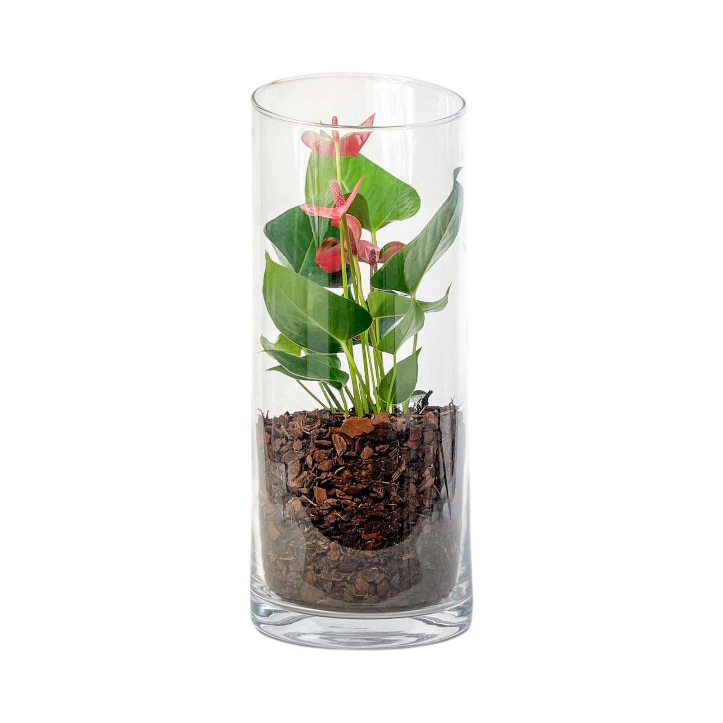 Anthurium 9cm Champion Mix In Glass Terrarium