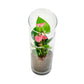 Anthurium 9cm Champion Mix In Glass Terrarium