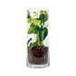 Anthurium 9cm Champion Mix In Glass Terrarium