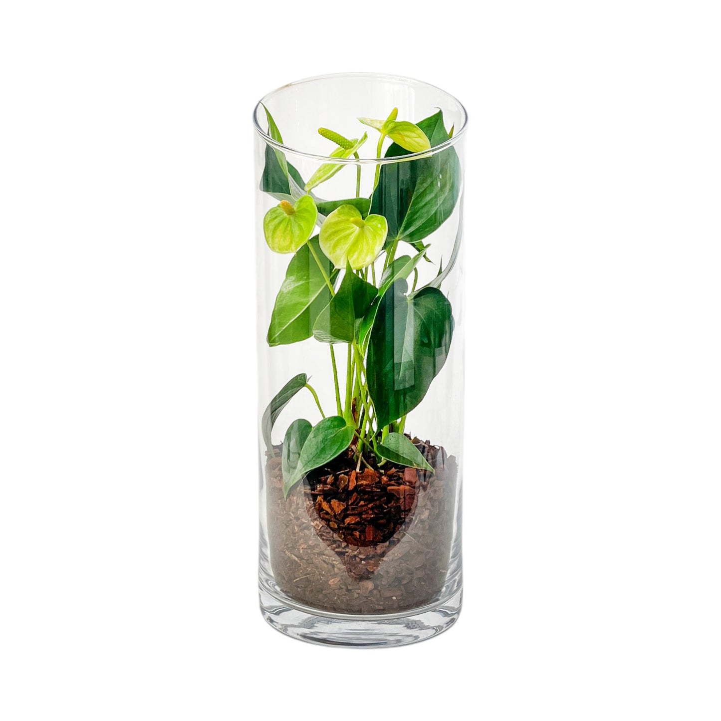 Anthurium 9cm Champion Mix In Glass Terrarium