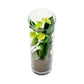 Anthurium 9cm Champion Mix In Glass Terrarium