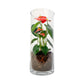 Anthurium 9cm Champion Mix In Glass Terrarium