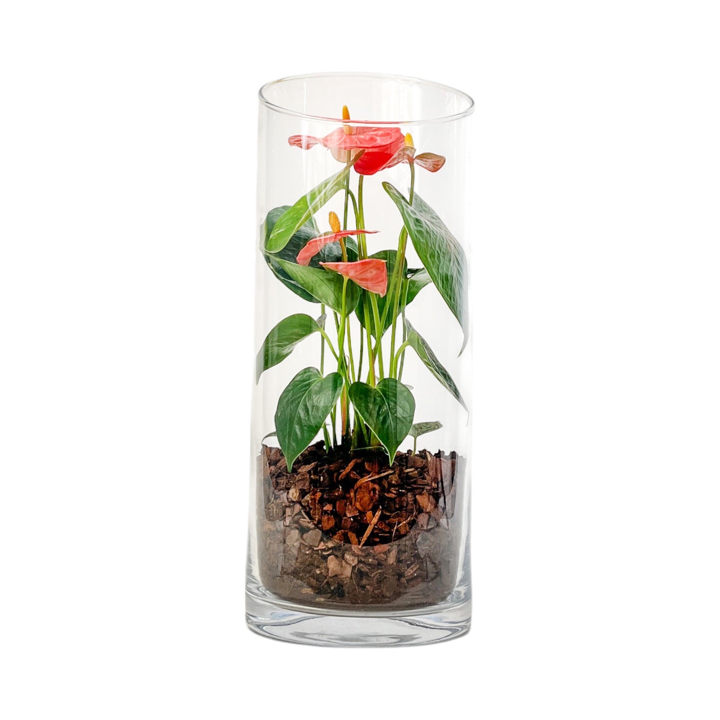 Anthurium 9cm Champion Mix In Glass Terrarium