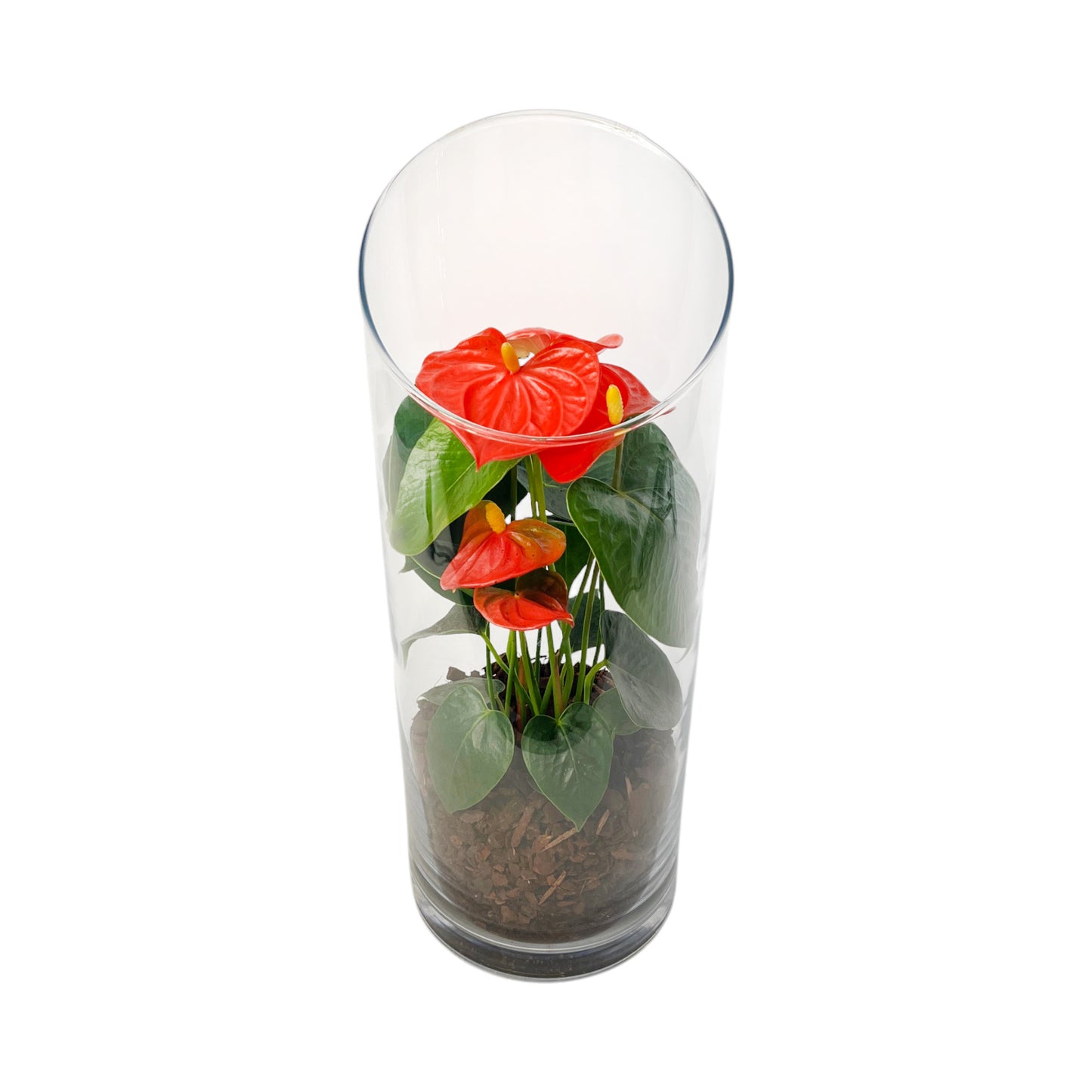 Anthurium 9cm Champion Mix In Glass Terrarium