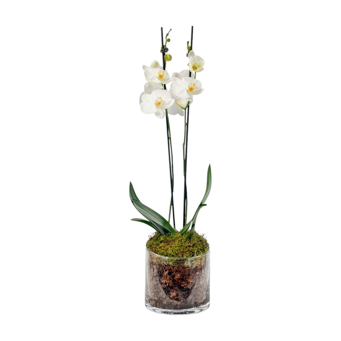 Phalaenopsis 12cm Twin Stem Mix In Glass Planter