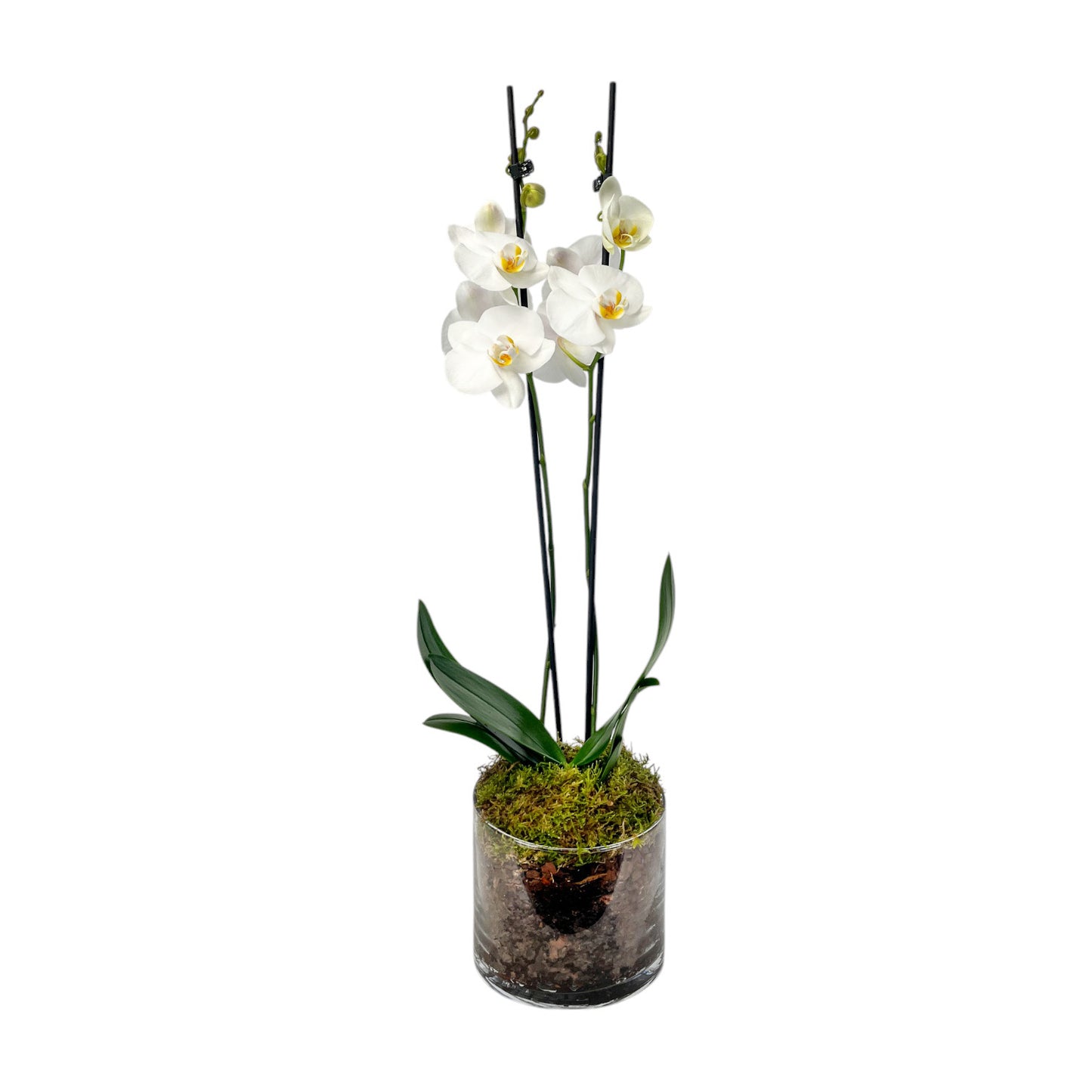 Phalaenopsis 12cm Twin Stem Mix In Glass Planter