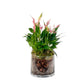 Anthurium 12cm 'Zizou' & Lilli' In Glass Planter