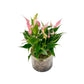 Anthurium 12cm 'Zizou' & Lilli' In Glass Planter