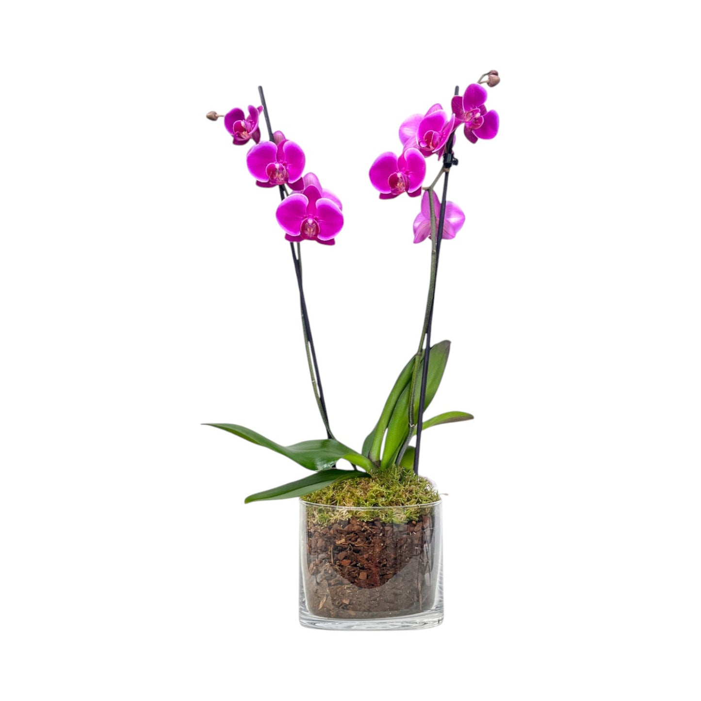 Phalaenopsis 12cm Twin Stem Mix In Glass Planter