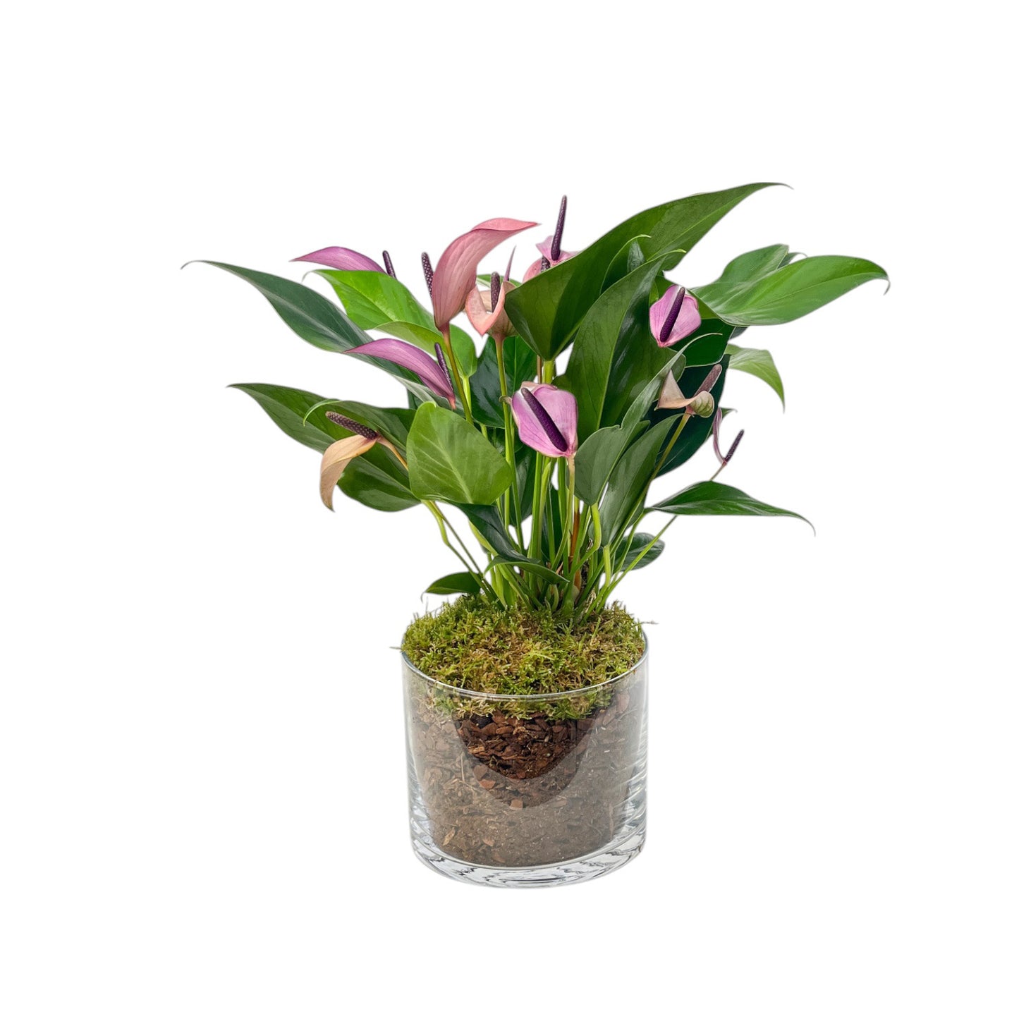 Anthurium 12cm 'Zizou' & Lilli' In Glass Planter