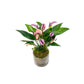 Anthurium 12cm 'Zizou' & Lilli' In Glass Planter