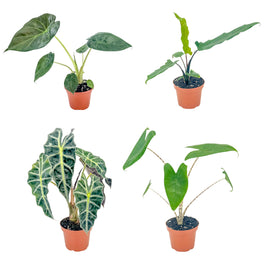 Alocasia 12cm Mix