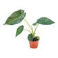 Alocasia 12cm Wentii