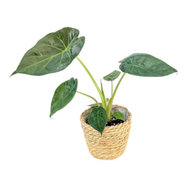 Alocasia 12cm Wentii in Basket