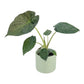 Alocasia 12cm Mix in Cambridge Ceramic