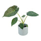 Alocasia 12cm Wentii in Cambridge Ceramic