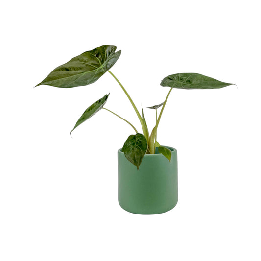 Alocasia 12cm Wentii in Cambridge Ceramic